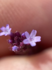Verbena litoralis