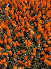 Anarthrophyllum desideratum