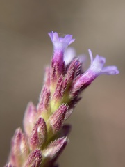 Verbena litoralis