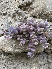 Sedum dasyphyllum