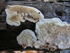 Dacryobolus karstenii