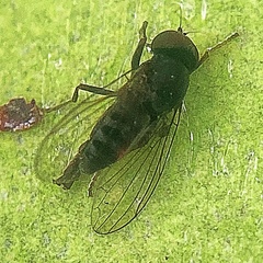 Lindneromyia flavicornis