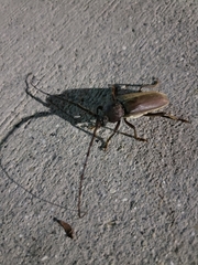 Enaphalodes hispicornis