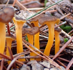 Craterellus lutescens