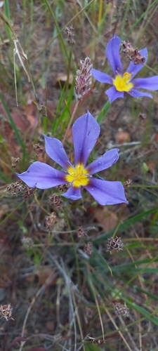 Image of Calydorea xiphioides by (c) Orlando Fuenzalida, some rights reserved (CC BY)