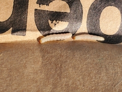 Plodia interpunctella