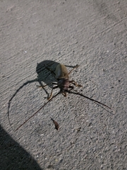 Enaphalodes hispicornis