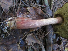 Aureoboletus projectellus