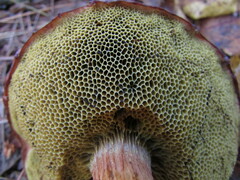 Aureoboletus projectellus