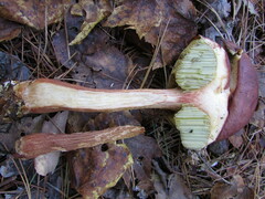 Aureoboletus projectellus