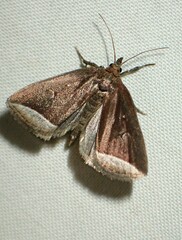 Capis curvata