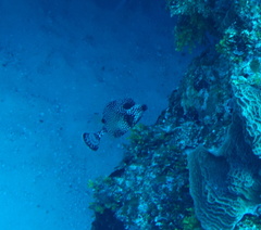 Lactophrys triqueter