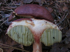 Aureoboletus projectellus