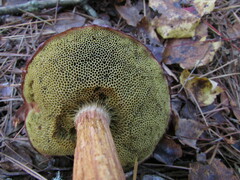 Aureoboletus projectellus