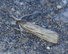 Thaumatopsis pexellus