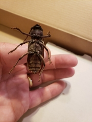 Enaphalodes hispicornis