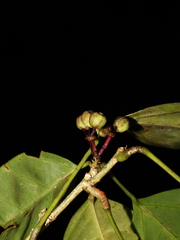 Dendropanax ravenii