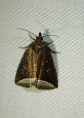 Capis curvata