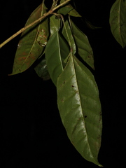 Dendropanax ravenii