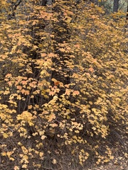 Acer grandidentatum