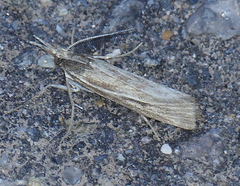 Thaumatopsis pexellus