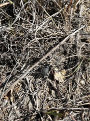 Eleodes tricostata