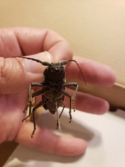 Enaphalodes hispicornis