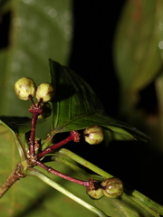 Dendropanax ravenii