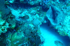 Pomacanthus arcuatus