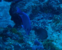 Acanthurus coeruleus