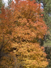 Acer grandidentatum