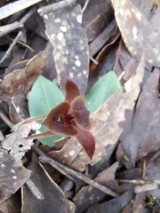 Chiloglottis triceratops