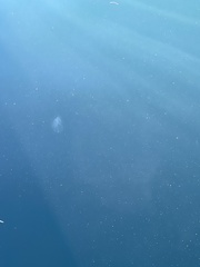 Bolinopsis infundibulum