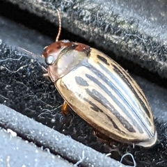 Agabus disintegratus