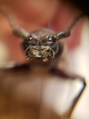 Enaphalodes hispicornis