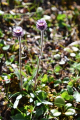 Erigeron eriocephalus