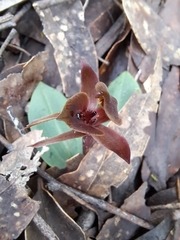 Chiloglottis triceratops