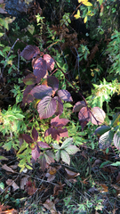 Rubus allegheniensis