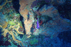 Gramma melacara