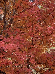 Acer grandidentatum