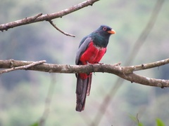 Trogon mesurus
