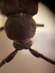 Enaphalodes hispicornis