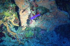 Gramma melacara