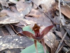 Chiloglottis triceratops