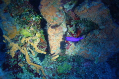 Gramma melacara