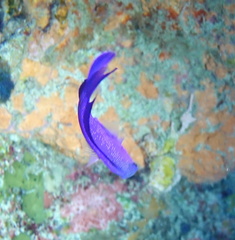 Gramma melacara