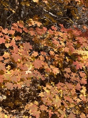 Acer grandidentatum
