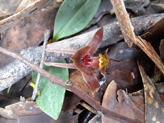 Chiloglottis triceratops