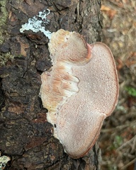 Leptoporus mollis