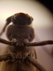 Enaphalodes hispicornis